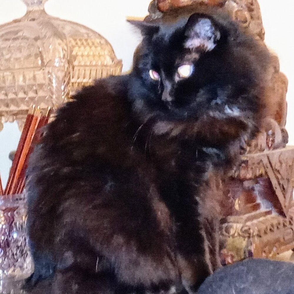 Meet your Posher,💐CC